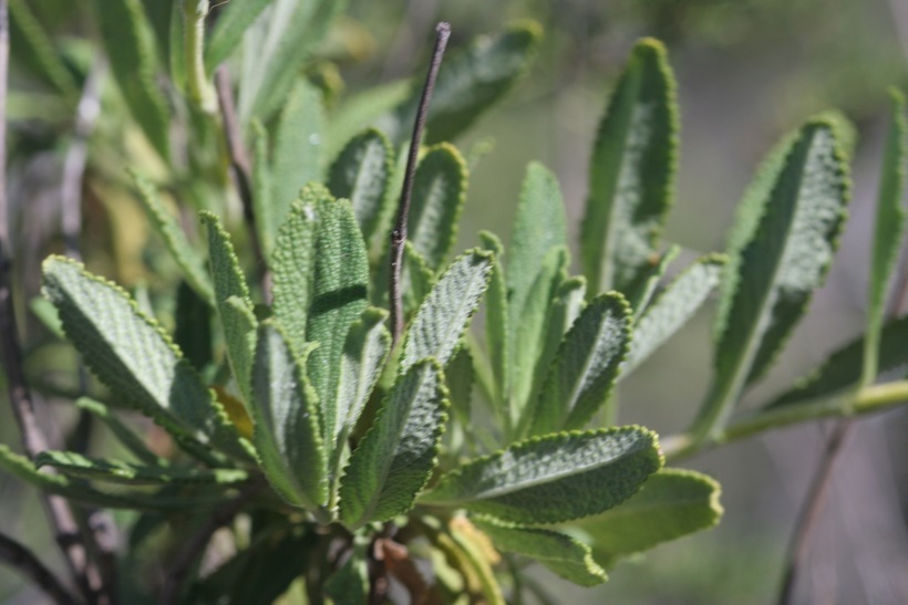 Image of black sage