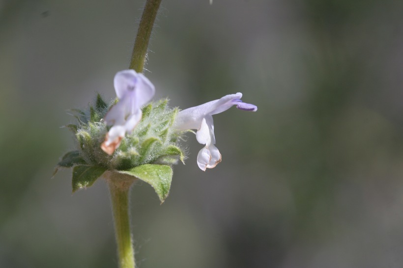 Image of black sage