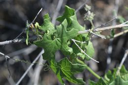 Image of Marah macrocarpa (Greene) Greene