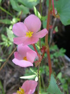 Image of Begonia gracilis Kunth