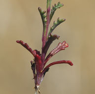 Image of rosy gilia