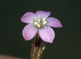 Image of rosy gilia