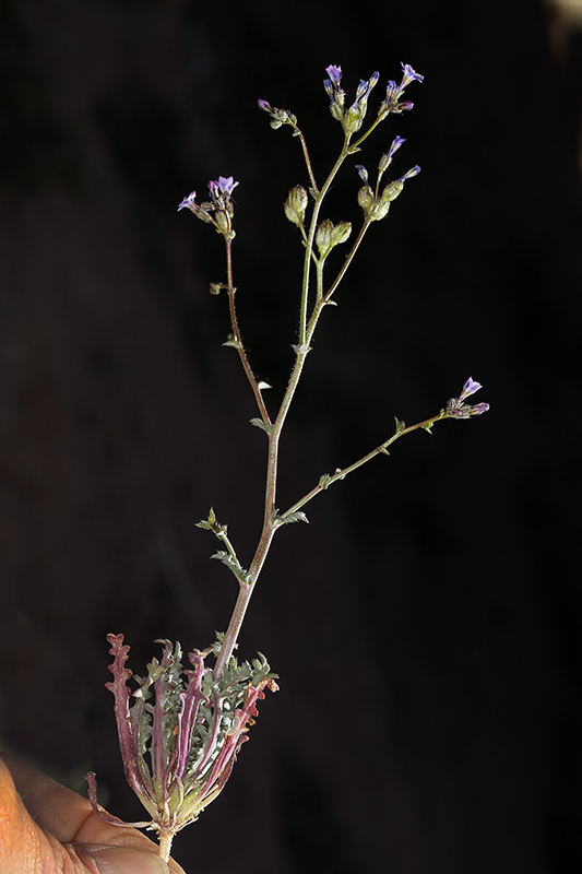 Image of rosy gilia