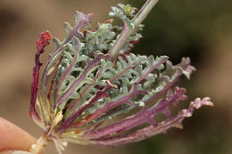 Image of rosy gilia