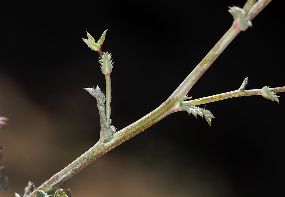 Image of rosy gilia