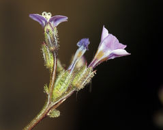 Image of rosy gilia