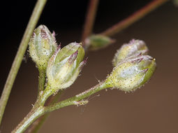 Image of rosy gilia