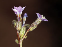 Image of rosy gilia