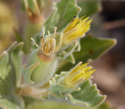 Image of reflexed blazingstar