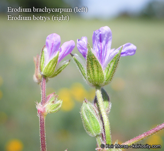 Слика од Erodium brachycarpum (Godr.) Thellung