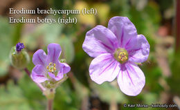 Слика од Erodium brachycarpum (Godr.) Thellung