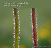 Слика од Erodium brachycarpum (Godr.) Thellung