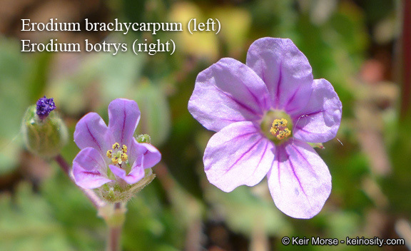 Слика од Erodium botrys (Cav.) Bertol.