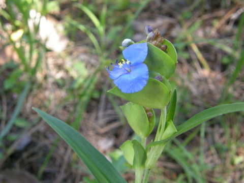 Image of commelina