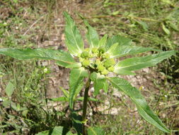 Слика од Euphorbia dentata Michx.