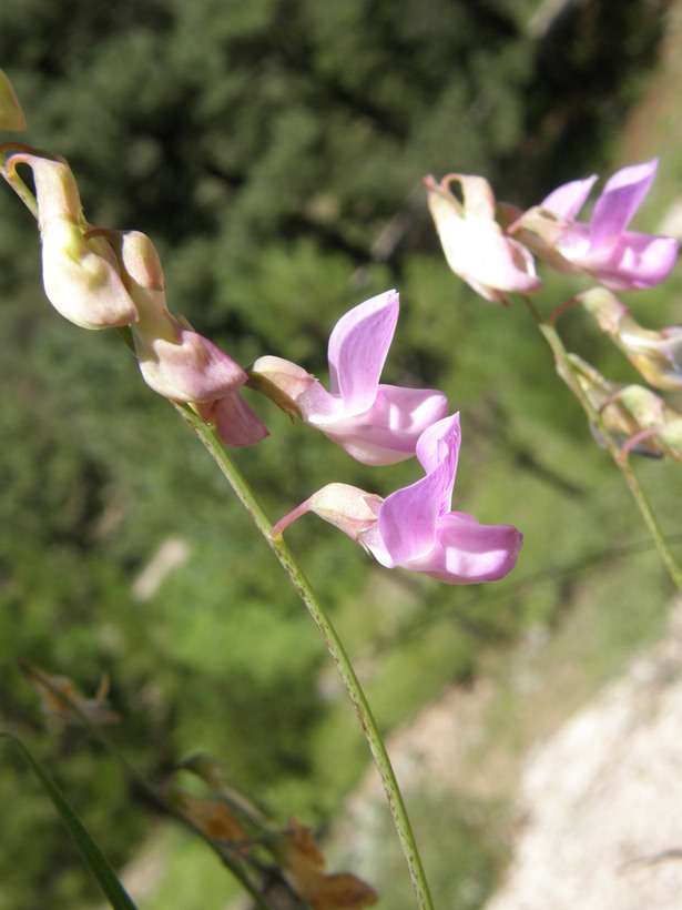 Image of Common Sweet Pea