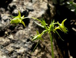 Image of Mt. Graham Spurred-Gentian