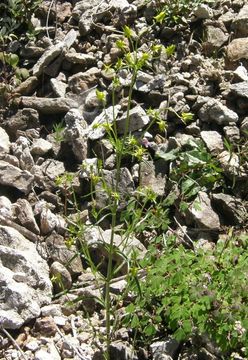 Image of Mt. Graham Spurred-Gentian