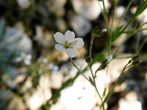 Image of Linum pringlei S. Wats.