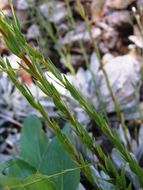 Image of Linum pringlei S. Wats.