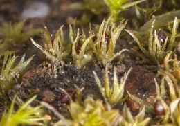 Image of serrate ephemerum moss