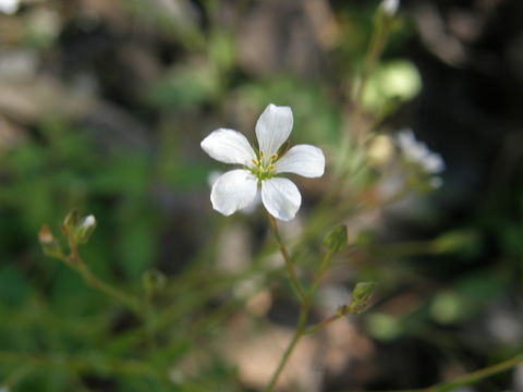 Image of Linum pringlei S. Wats.