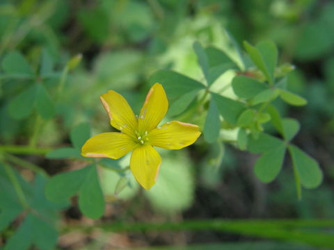 Image of Creeping sorrel