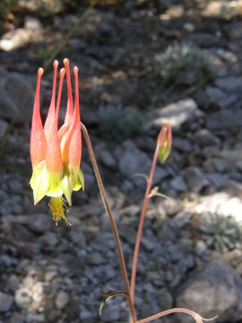 Слика од Aquilegia skinneri Hook.