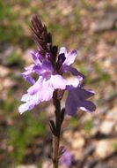 Image de Verbena pinetorum Moldenke