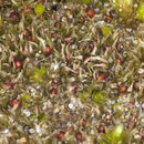 Image of serrate ephemerum moss