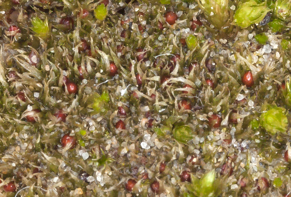 Image of serrate ephemerum moss