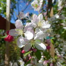 Image of <i>Malus floribunda</i>