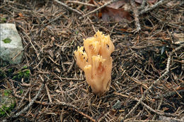 Image of Ramaria longispora Marr & D. E. Stuntz 1974