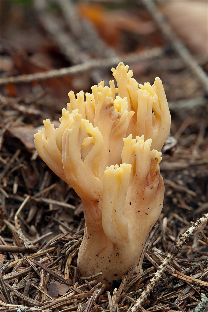 Image of Ramaria longispora Marr & D. E. Stuntz 1974