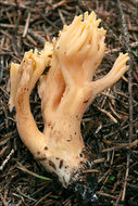 Image of Ramaria longispora Marr & D. E. Stuntz 1974