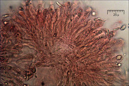 Image of Ramaria longispora Marr & D. E. Stuntz 1974