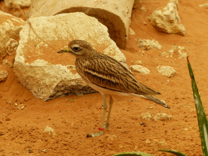 Image of Eurasian Stone-curlew