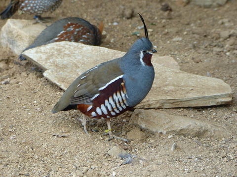 Image of Mountain Quail