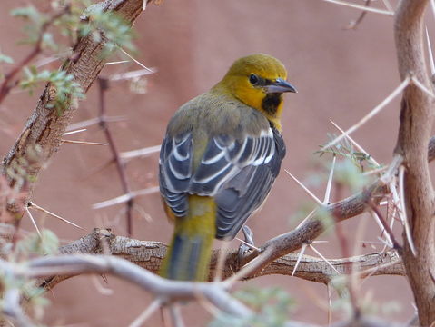 Image of Hooded Oriole