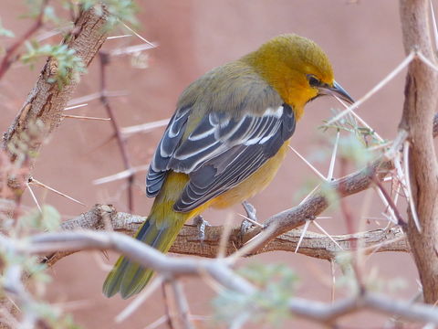 Image of Hooded Oriole