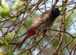 Image de Bulbul à ventre rouge