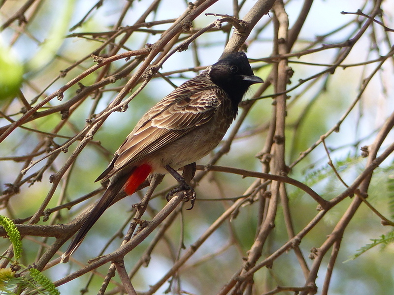 Image de Bulbul à ventre rouge