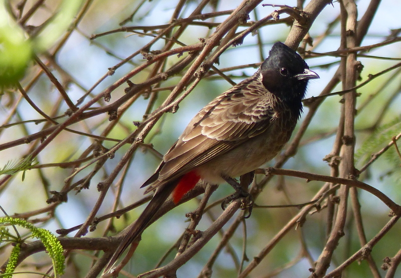 Image of Red-vented Bulbul