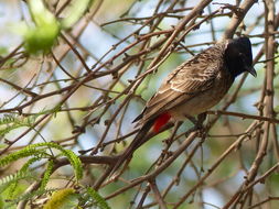 Image of Red-vented Bulbul