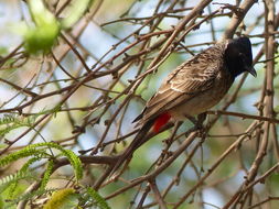 Image de Bulbul à ventre rouge