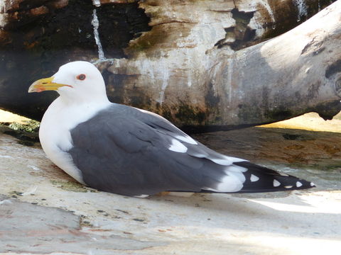 Image de Larus fuscus heuglini Bree 1876