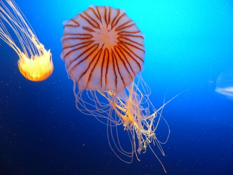 Image of Sea Nestle