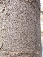 Image of Japanese Zelkova