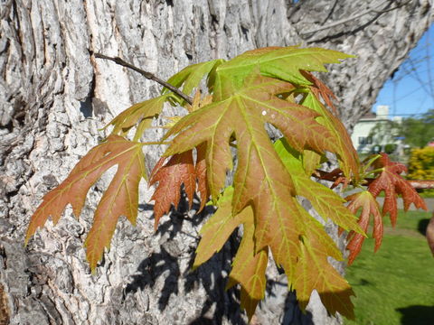 Imagem de Acer saccharinum L.