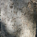 Image of Chinese hackberry